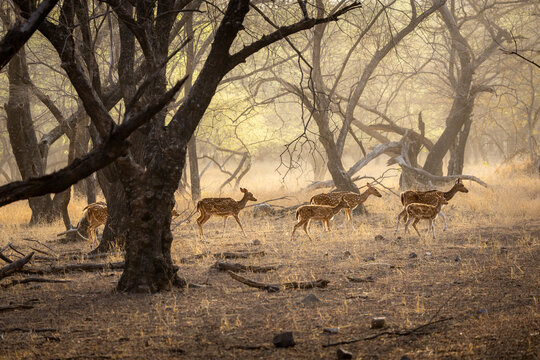 Deer strolling in Ranthambore in hot summer, Sawai Madhopur, Rajasthan, India