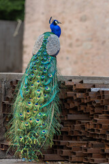 Obraz premium Beautiful Peacock sitting in Ranthambore, Rajasthan, India, reserve, forest