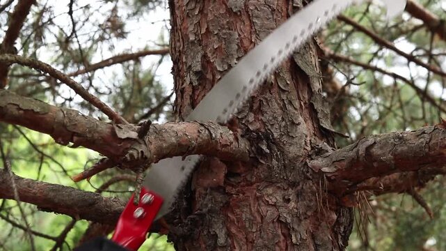 Gardener cuts a tree branch with a hand pruner close-up. Close-up of hands in protective gloves cutting a dry or excess branch on a tree trunk with a curved pruner. Garden care concept