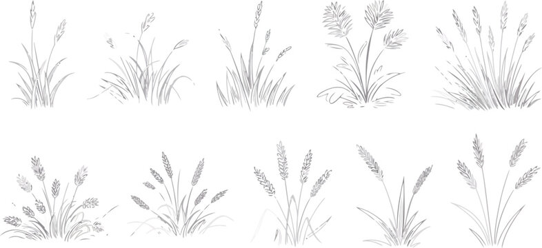 Collection of ten grey line of different types of grasses and wheat stalks with detailed textures
