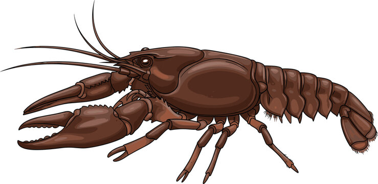 Detailed Brown Crayfish Crawfish Illustration with Claws and Antennae for Seafood, Aquatic, Nature, and Wildlife Graphic Designs
