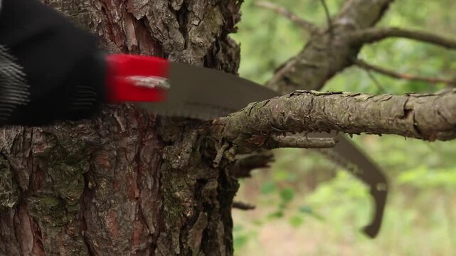 Professional pruner with a curved blade and a hook. Close-up of hands in protective gloves cutting a dry or excess branch. Curved blade for easy sawing, top hook for pulling the cut branches