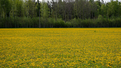 Yellow dandelion (Taraxacum officinale) flowers. dandelion field background on a spring sunny day. bright, gorgeous blooming dandelions, © ANDA