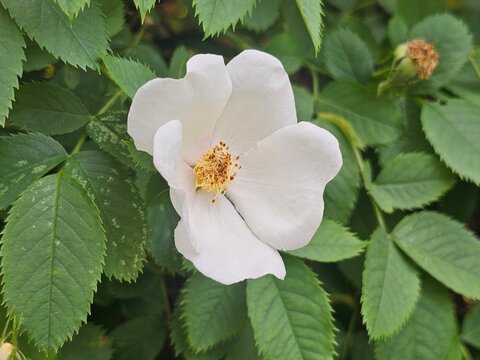  rosehip flowers