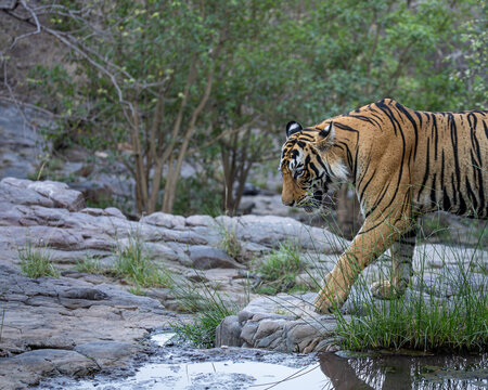 Tiger, tigeress, Riddhi's male cub, semi adult, in beautiful light, Ranthambore, sawai madhopur, Rajasthan, India