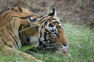 Fototapeta premium Tiger, tigeress, Riddhi's male cub, semi adult, in beautiful light, Ranthambore, sawai madhopur, Rajasthan, India