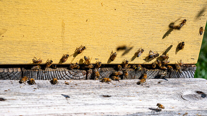 Obraz premium sunny summer landscape with a beehive and many flying bees near it, honey collection season,