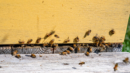 Obraz premium sunny summer landscape with a beehive and many flying bees near it, honey collection season,