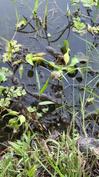 Newly released crocodile hatchlings swimming through shallow wetland waters among aquatic plants. Wildlife conservation footage showing young reptiles adapting to their natural habitat.
