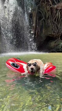 Funny Labrador retriever wearing sunglasses and floating in a natural pool beneath a tropical waterfall. Playful summer adventure scene with a dog enjoying the water.