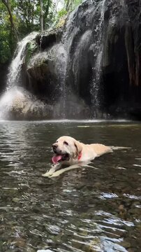 Labrador retriever cooling off in a crystal clear natural pool beneath a tropical waterfall. Scenic nature footage featuring a dog enjoying a freshwater swimming spot.