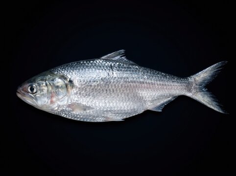 Premium Hilsa Fish Isolated on Dark Surface