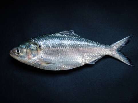 Shiny Hilsa Fish Isolated on Dark Background