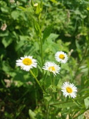 Fototapeta premium While flowers on sunny