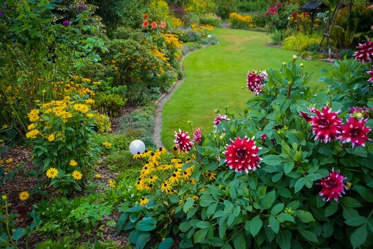 Dahlien im sch&ouml;nen Herbstgarten