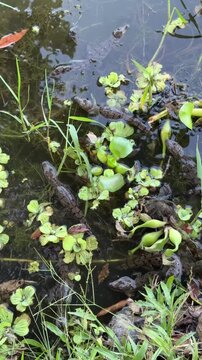 Newly released crocodile hatchlings swim among aquatic plants while vocalizing in a tropical wetland habitat. Wildlife conservation footage showing natural behavior of young reptiles.