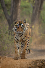 Obraz premium Tigress Riddhi semi adult cub head on shot, Ranthambore, Sawai Madhopur, Rajasthan, India 