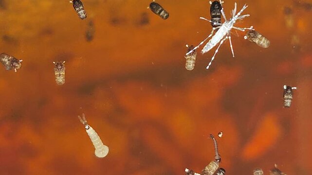   D&iacute;pteros. Larvas de mosquitos. Maromeros. Gusarapos.