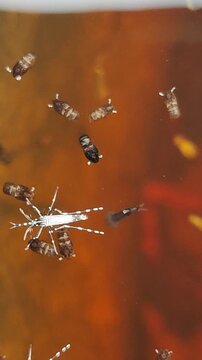   D&iacute;pteros. Larvas de mosquitos. Maromeros. Gusarapos. 