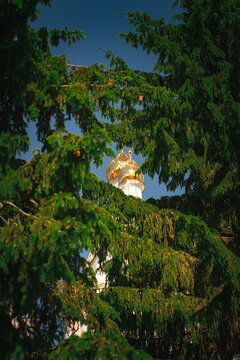 golden domes of orthodox church among green spruce branches on sunny day