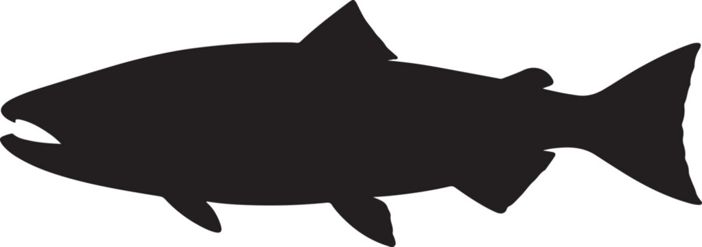 salmon vector illustration