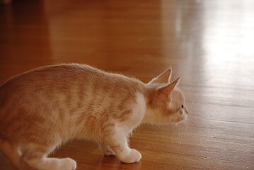 Eine junge Katze beim Spielen. © Theresia Karanitsch