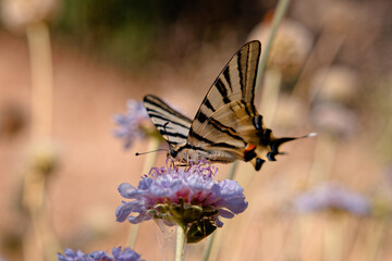 Papillon machaon © Pascal Cointe