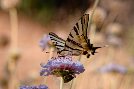 Papillon machaon