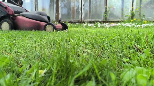 Spring lawn mowing. A young man in jeans mows the grass with a lawnmower in his backyard. Side view.	
