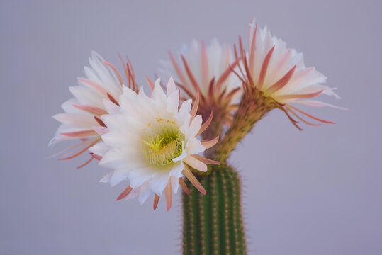 Flores de c&aacute;ctus Echinopsis spachiana con gotas de agua