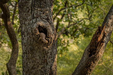 Obraz premium Monitor lizard on a tree in Ranthambore in beautiful early morning light, Sawai Madhopur, Rajasthan, India