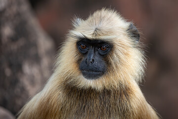 Naklejka premium Langur or leaf monkey or Asian monkey in Ranthambore in beautiful light, Rajasthan, India