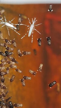  D&iacute;pteros. Larvas de mosquitos. Maromeros. Gusarapos. 