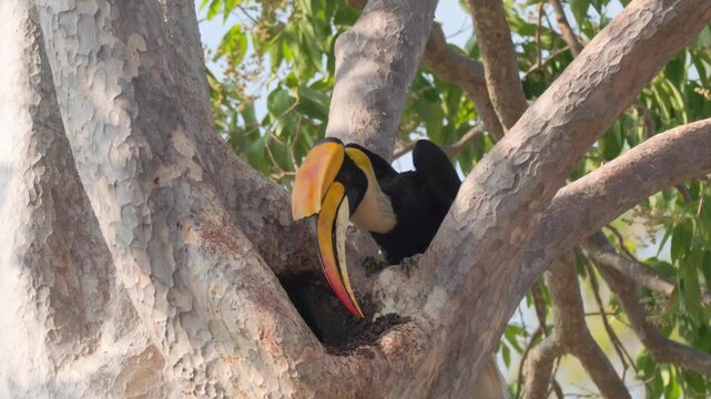 Incredible Rare Sighting: Great Hornbill Nesting Behavior