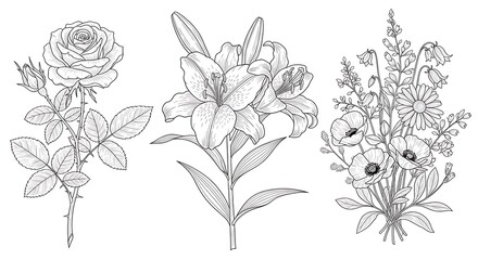 Fototapeta premium Three elegant botanical illustrations of flowers in black and white
