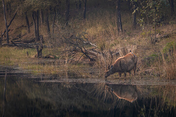 sambar deer (antelopes) drinking water in Ranthambore in beautiful early morning light, Sawai Madhopur, Rajasthan, India © santosh