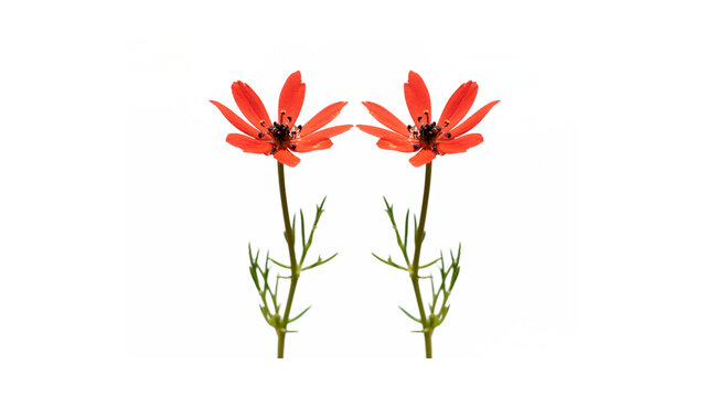 Isolated pheasant&rsquo;s eye or red adonis (Adonis flammea), a wild red-flowered plant with dark central markings and narrow, elongated petals, commonly found in grasslands.