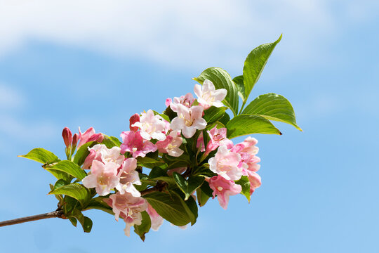 Weigela hortensis, an ornamental deciduous shrub with abundant pink and white bell-shaped flowers. Blooms in late spring and is valued for its hardiness and garden appeal.