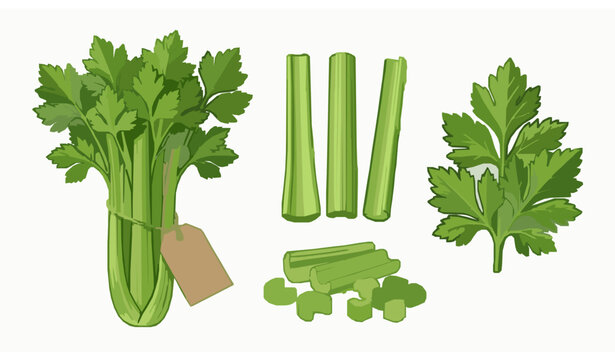 Fresh celery vector illustration set isolated on white