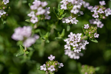 Obraz premium Close-up of blooming thyme flowers with delicate purple petals and lush green foliage in garden
