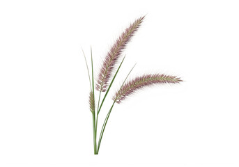 Obraz premium Close-up of mexican feather grass, soft pink and green, isolated on a transparent background