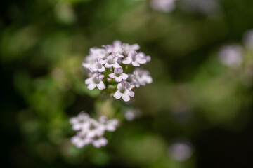 Obraz premium Delicate white flowers with purple accents blooming in a lush green garden setting
