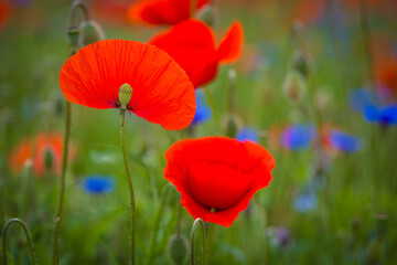 Fototapeta premium Klatschmohn und Kornblumen