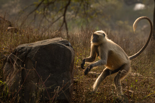 Langur or leaf monkey or Asian monkey in Ranthambore in beautiful light, Rajasthan, India