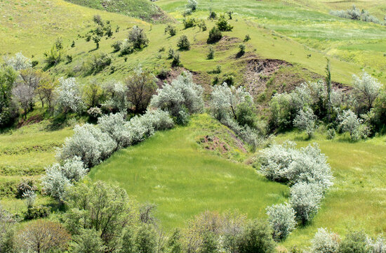 Elaeagnus angustifolia (oleaster), a silver-leaved tree forming clusters around fields and grasslands, often seen in semi-arid landscapes with gently sloping, erosion-marked hills.