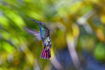 Obraz premium Hummingbird on island of Bonaire