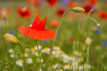Fototapeta premium Klatschmohn und Kornblumen