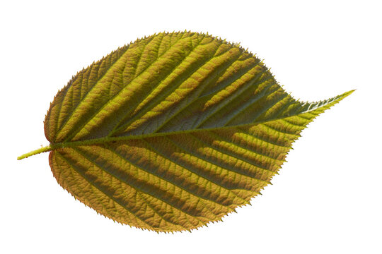 Fresh redish green leaf of the wild blackberry (Rubus fruticosus; Rubus caucasicus)  in the Black Sea region, showing sharply serrated edges, prominent veins, and characteristic hairy texture.