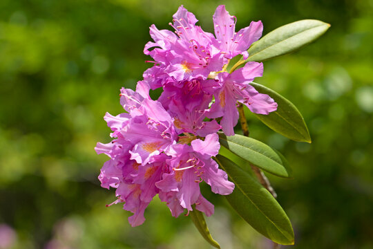 Rhododendron ponticum, known as Komar or forest rhododendron, is a Black Sea woodland shrub with purple flowers that bloom in spring and are associated with &ldquo;mad honey&rdquo; production.
