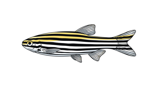 Side-view illustration of a zebrafish featuring its distinctive horizontal black and gold stripes along its slender, streamlined body.